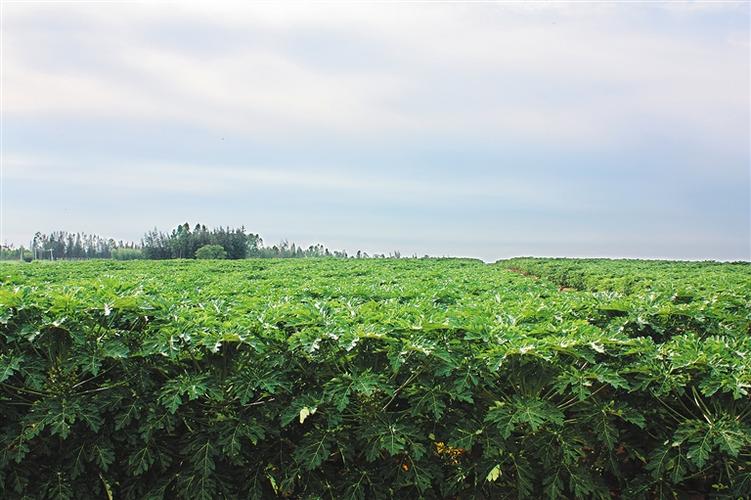 木瓜農業綜合開發項目可行性研究報告_精品